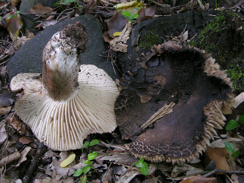 Russulaceae di oggi, 07 Giugno.